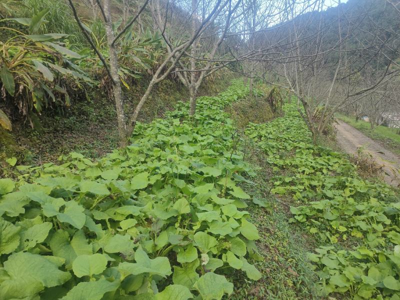 云木香原产地种植原产地加工