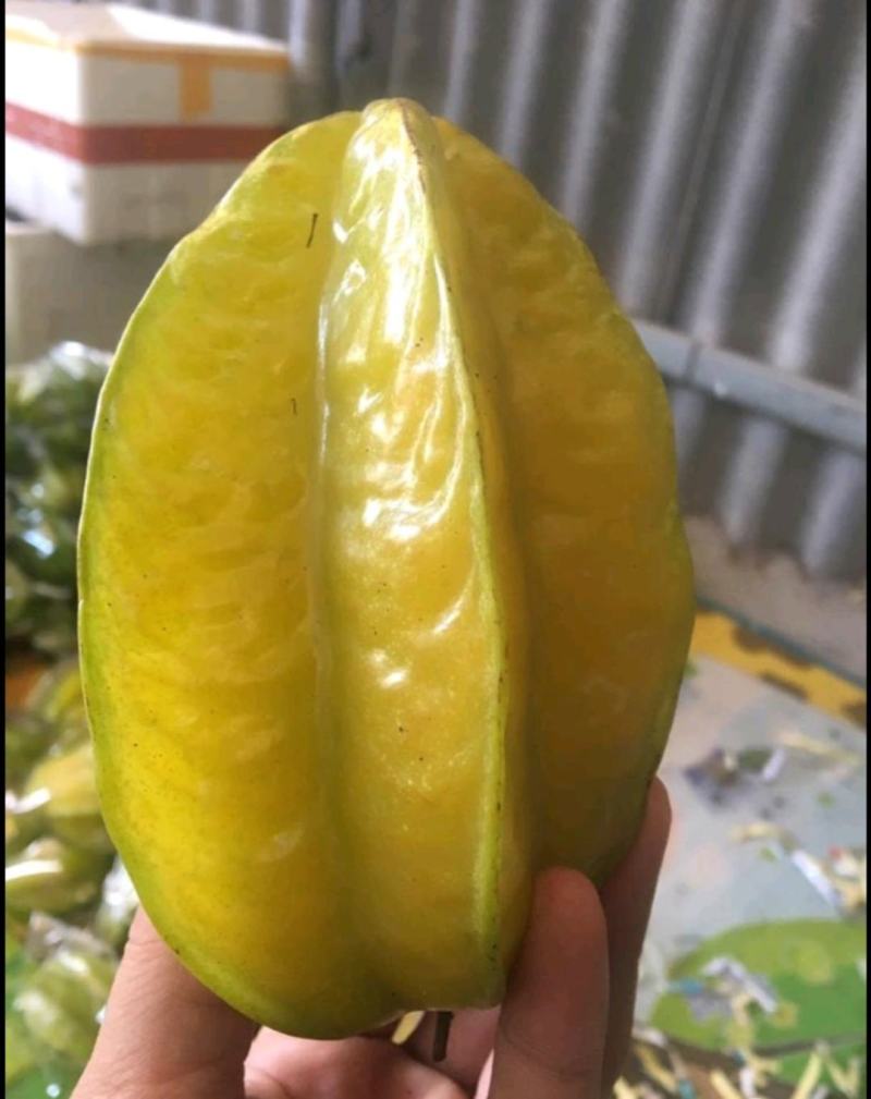潮汕潮州甜杨桃！产地直供！直接面对果农！