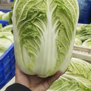 江苏东台白菜4一5斤/货源充足/量大从优/产地供应