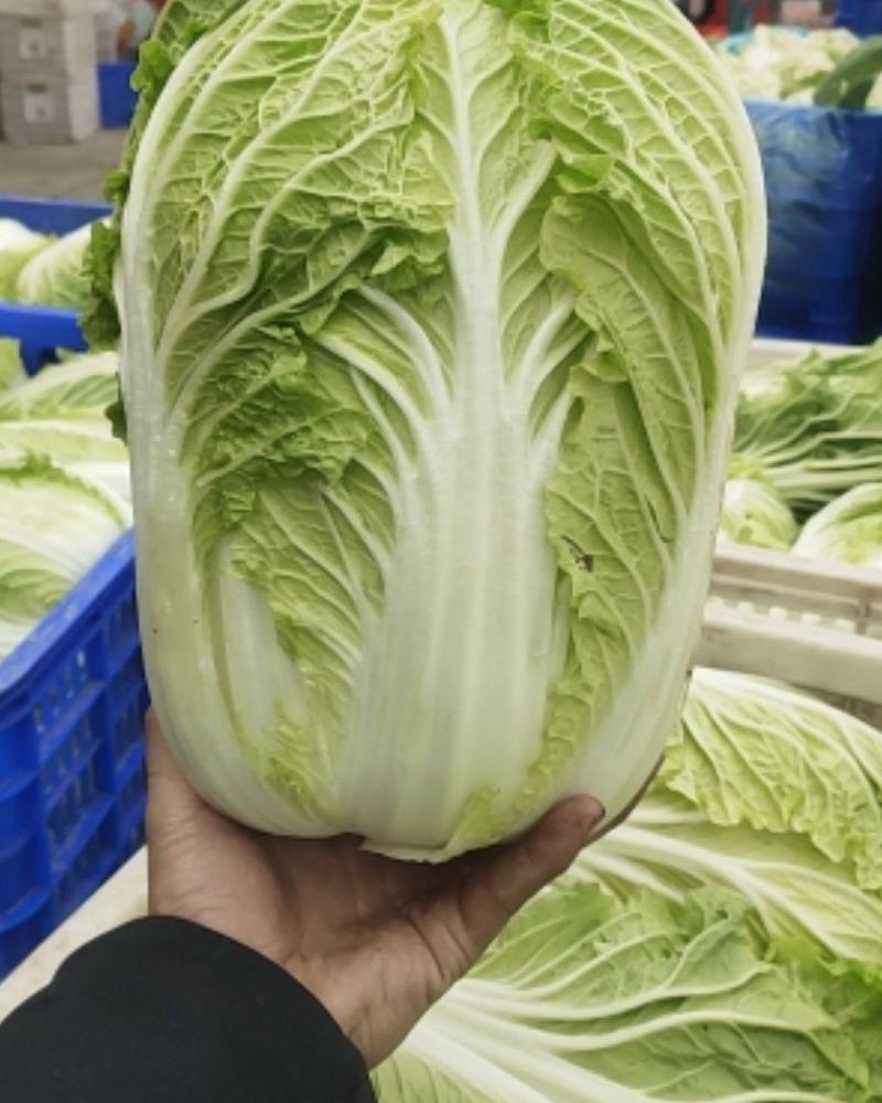 江苏东台白菜4一5斤/货源充足/量大从优/产地供应