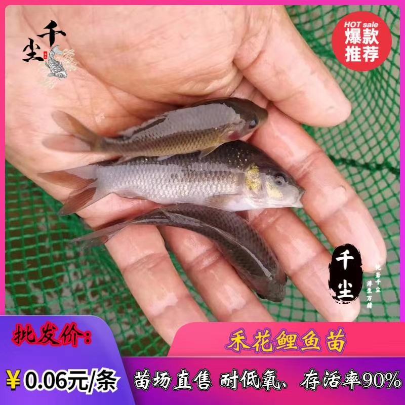 禾花鲤鱼出售商品禾花鲤鱼禾花鲤鱼苗教养殖技术
