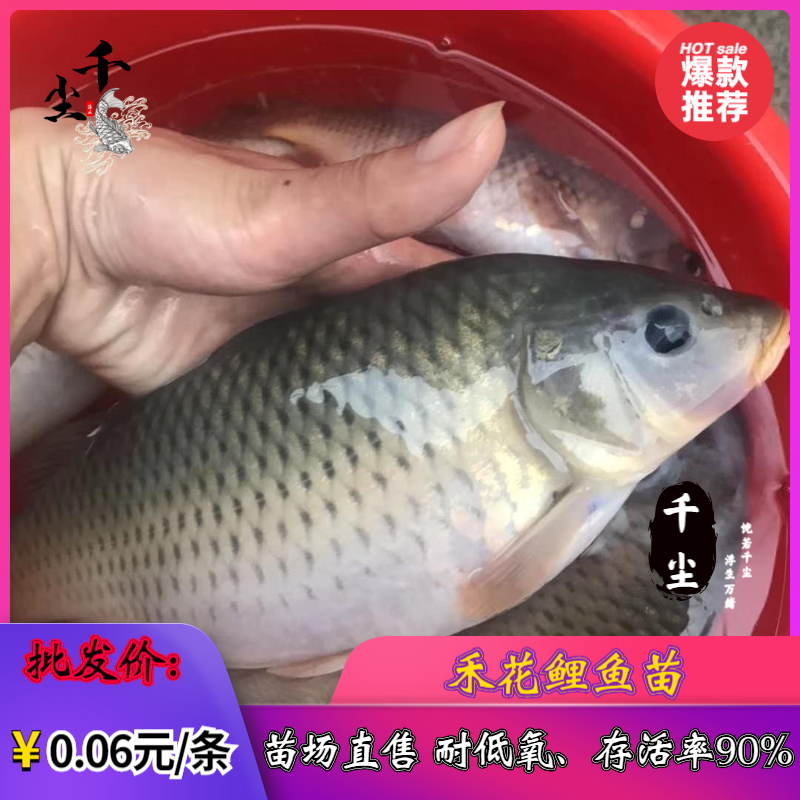 禾花鲤鱼出售商品禾花鲤鱼禾花鲤鱼苗教养殖技术