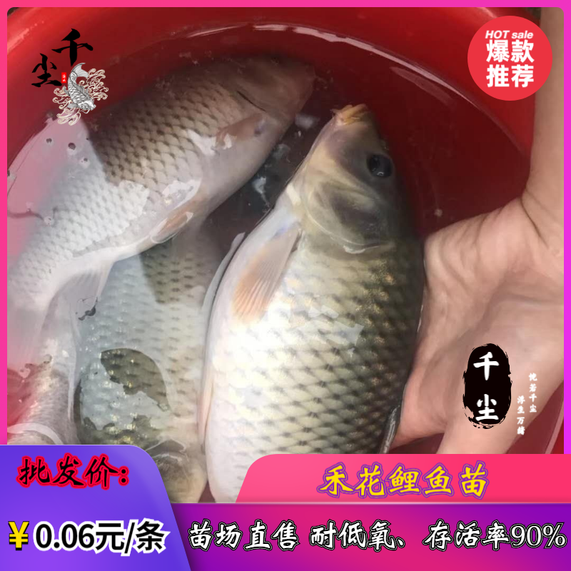 禾花鲤鱼出售商品禾花鲤鱼禾花鲤鱼苗教养殖技术