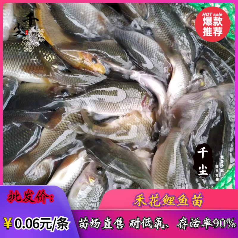禾花鲤鱼出售商品禾花鲤鱼禾花鲤鱼苗教养殖技术