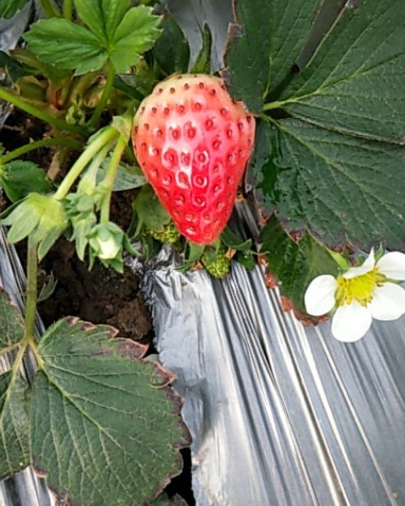 奶油草莓，大棚种植，寻求合作销售伙伴