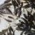 禾花鲤鱼出售商品禾花鲤鱼禾花鲤鱼苗教养殖技术