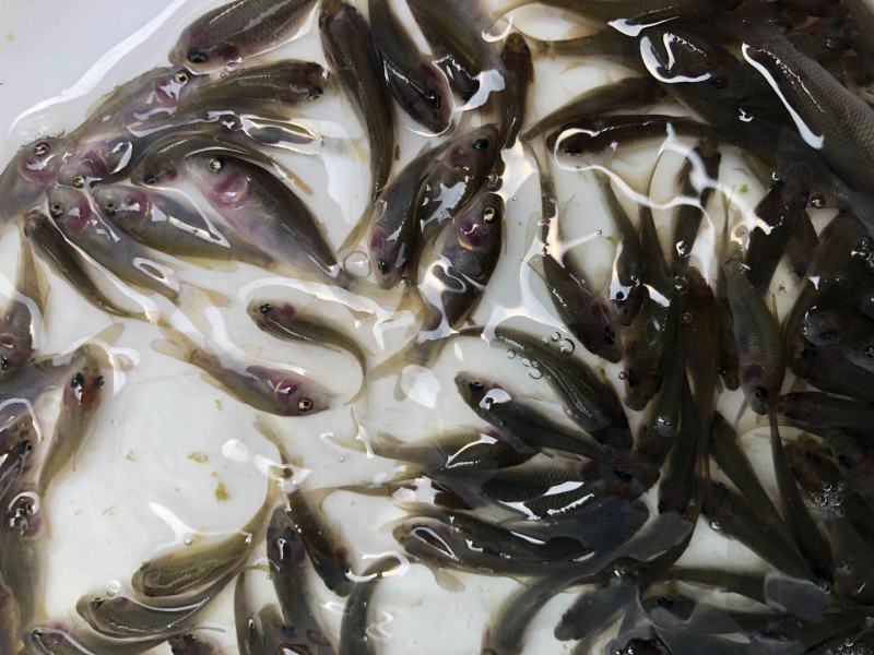禾花鲤鱼出售商品禾花鲤鱼禾花鲤鱼苗教养殖技术