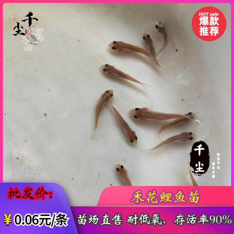 禾花鲤鱼苗禾花鲤鱼水花禾花鲤鱼商品鱼教养殖技术