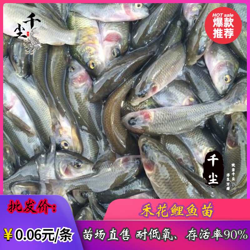 禾花鲤鱼苗禾花鲤鱼水花禾花鲤鱼商品鱼教养殖技术