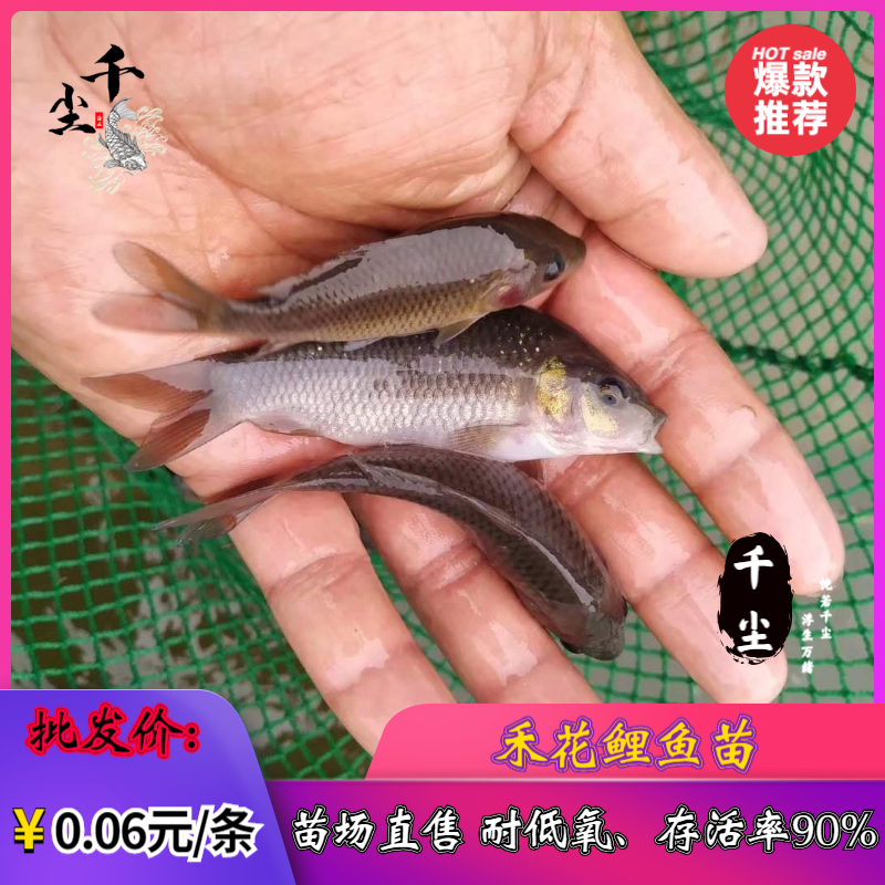 禾花鲤鱼苗禾花鲤鱼水花禾花鲤鱼商品鱼教养殖技术