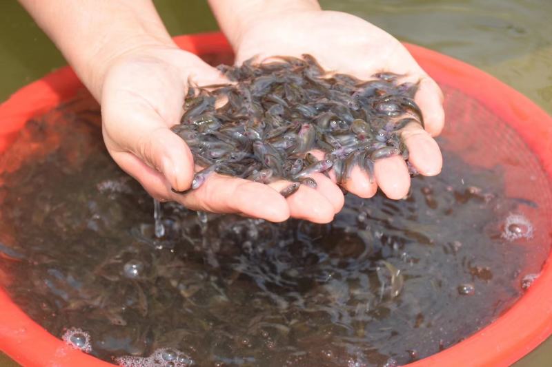 禾花鲤鱼苗禾花鲤鱼水花禾花鲤鱼商品鱼教养殖技术