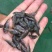 禾花鲤鱼苗禾花鲤鱼水花禾花鲤鱼商品鱼教养殖技术