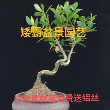 黄杨盆景造型黄杨不含盆免费包邮订购素材苗免费送铝丝