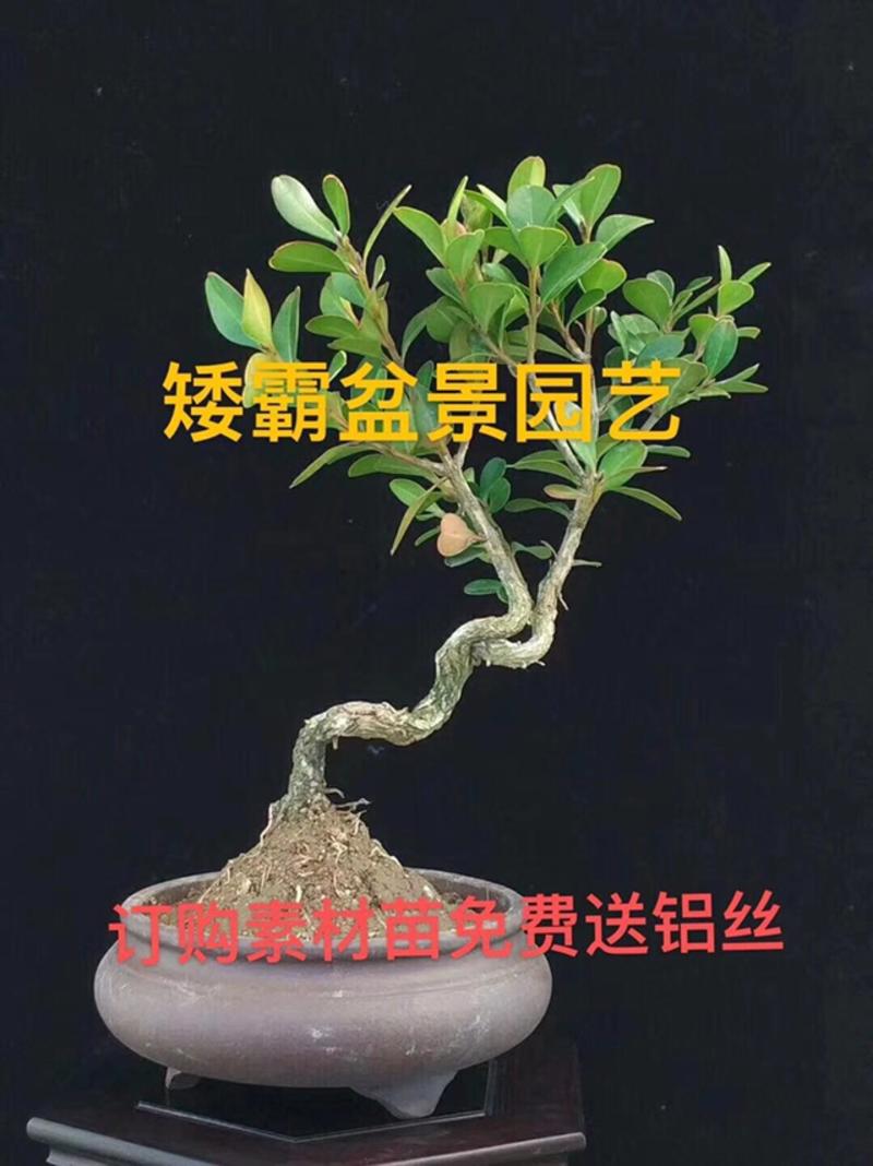 黄杨盆景造型黄杨不含盆免费包邮订购素材苗免费送铝丝