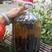 野生虎头蜂酒采用53度高粱酒活蜂浸泡