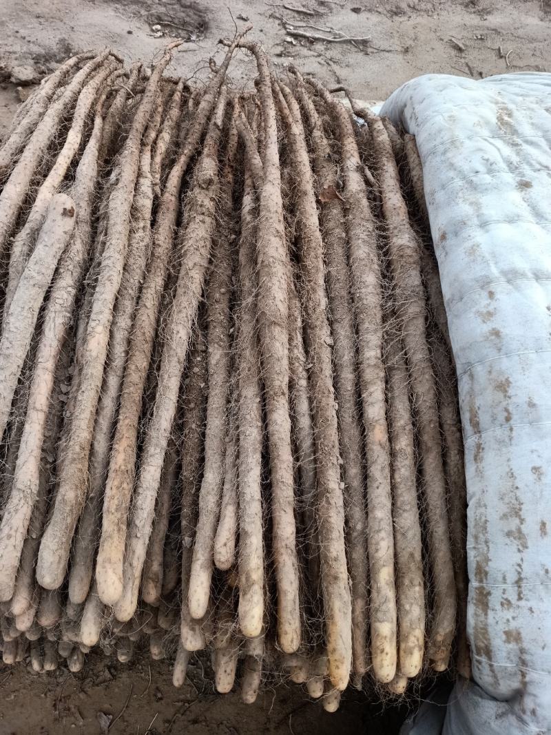 在河南种的铁棍山药，自种自销