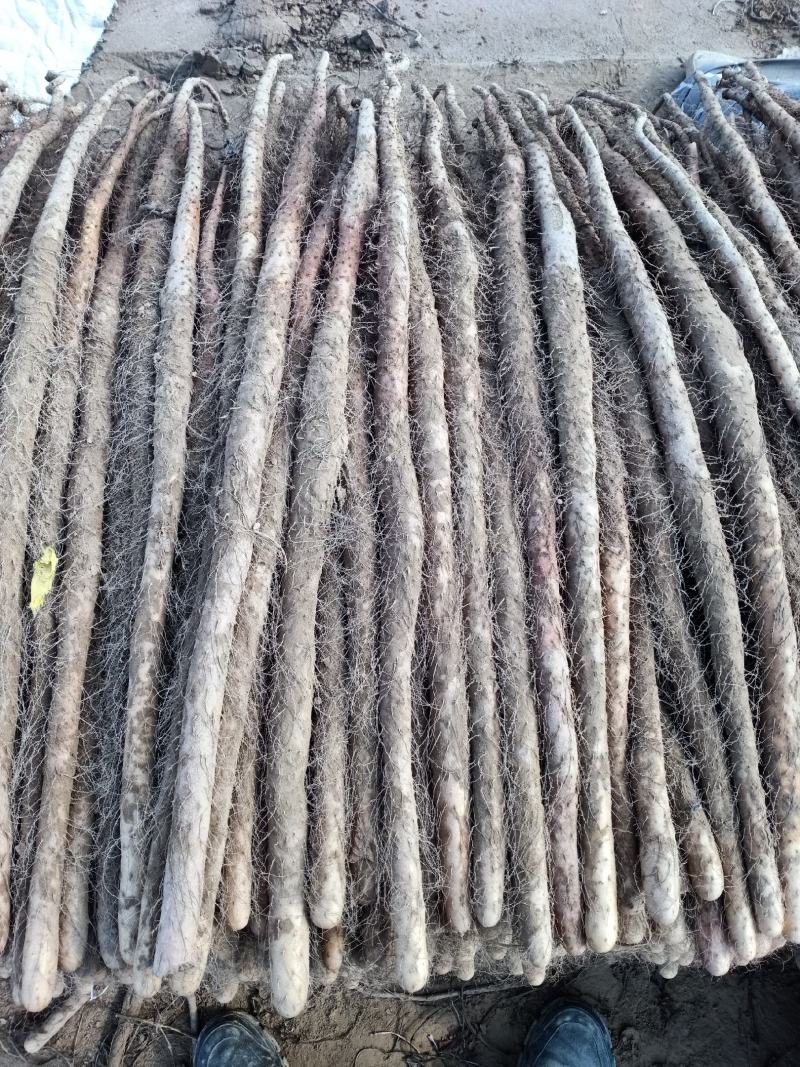 在河南种的铁棍山药，自种自销