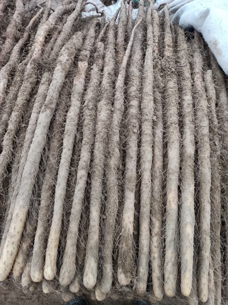 在河南种的铁棍山药，自种自销