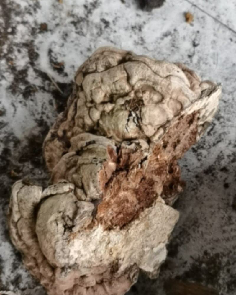 中药材大山之中纯野生天然生长云芝，产地全干货，价格美丽。