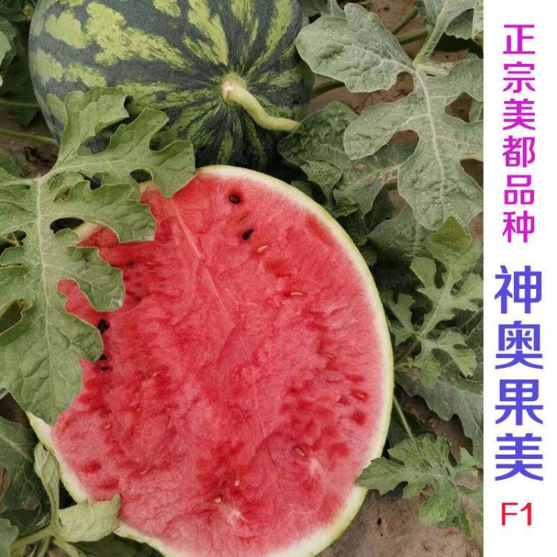 【神奥果美】美都西瓜种子早中熟6—10公斤圆球型红瓤口感