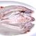 珠海白蕉海鲈鱼一条1.6斤重左右一箱12条20斤