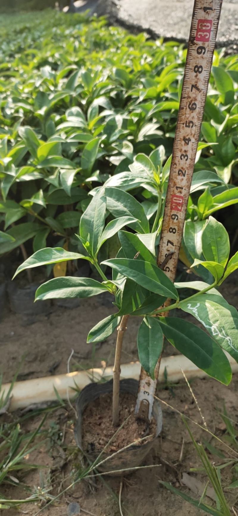软枝黄蝉，20一25高量大从优，花圃直销，欢迎老板咨询。