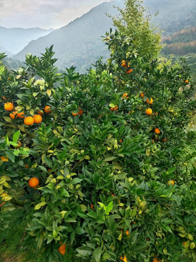 东江湖脐橙(湖南资兴东江湖清江)