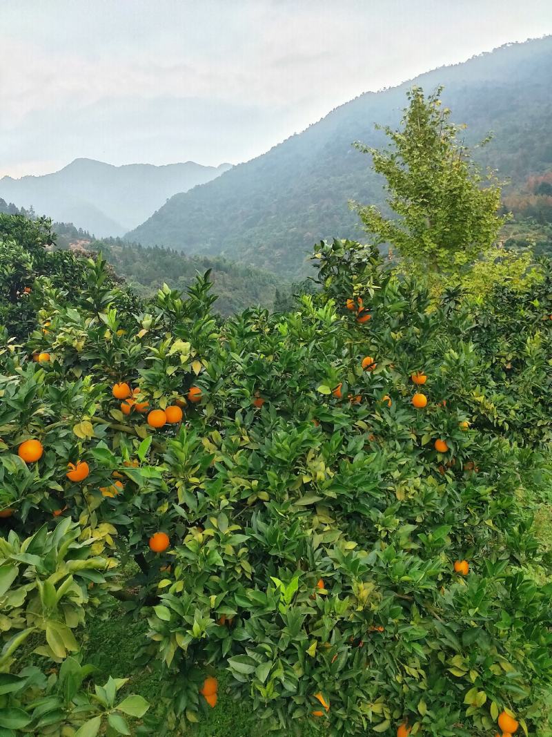 东江湖脐橙(湖南资兴东江湖清江)