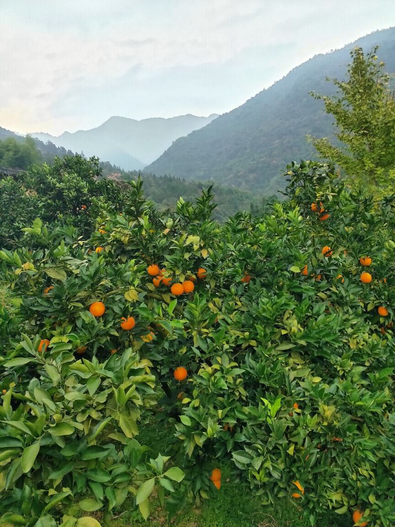 东江湖脐橙(湖南资兴东江湖清江)
