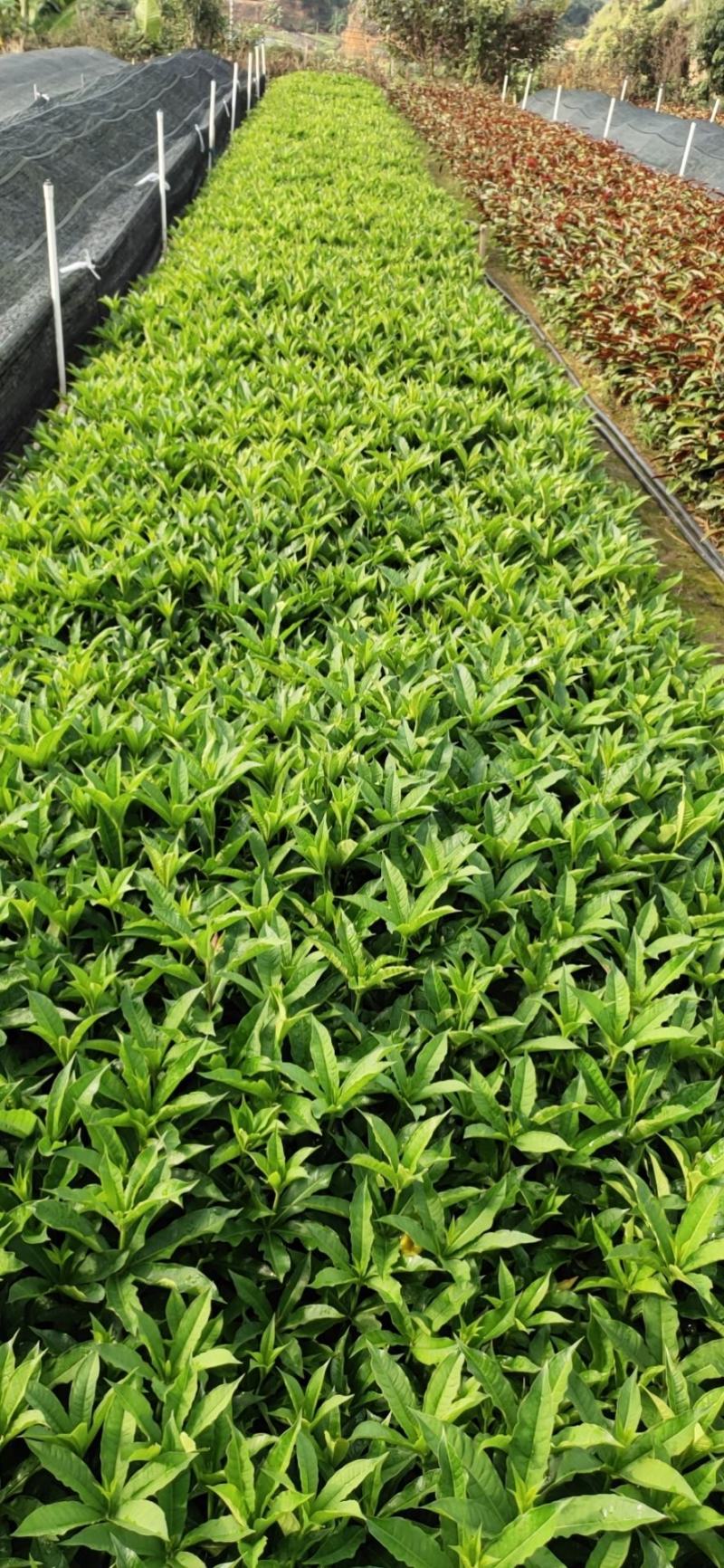 软枝黄蝉，20一25高量大从优，花圃直销，欢迎老板咨询。