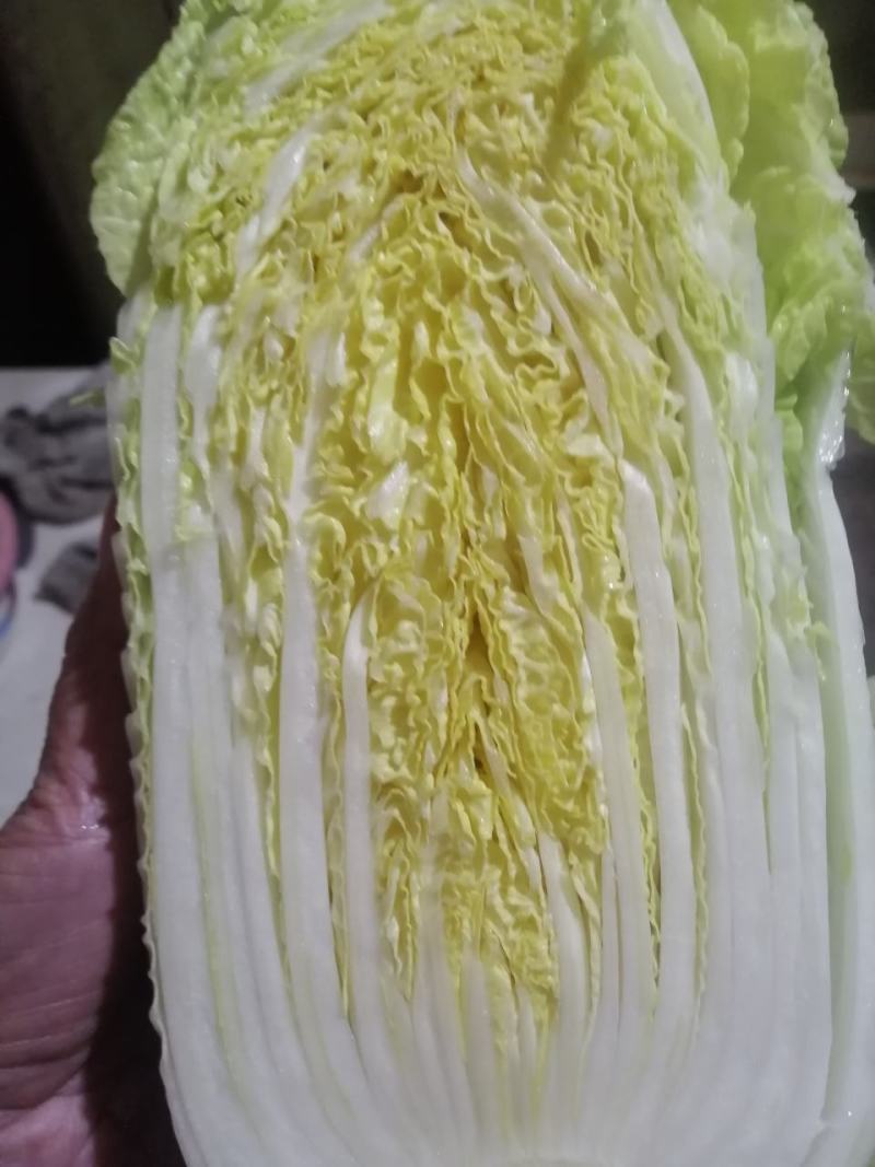 娃娃菜大量供应中，优质娃娃菜质量诚信并存的的的