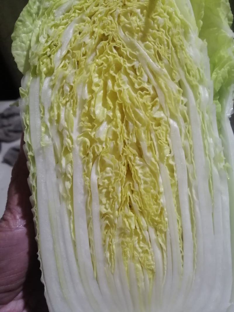 娃娃菜大量供应中，优质娃娃菜质量诚信并存的的的
