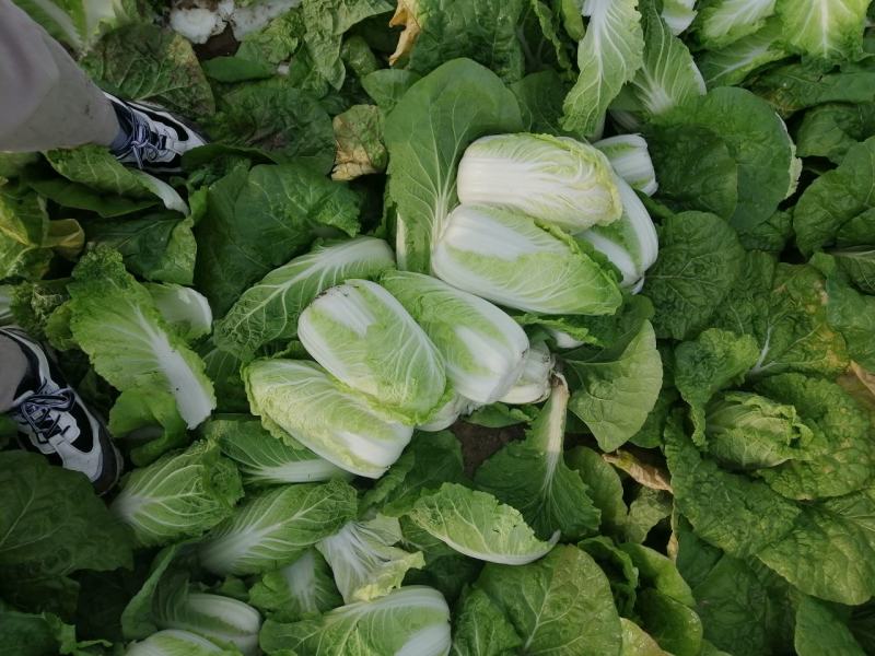 娃娃菜大量供应中，优质娃娃菜质量诚信并存的的的