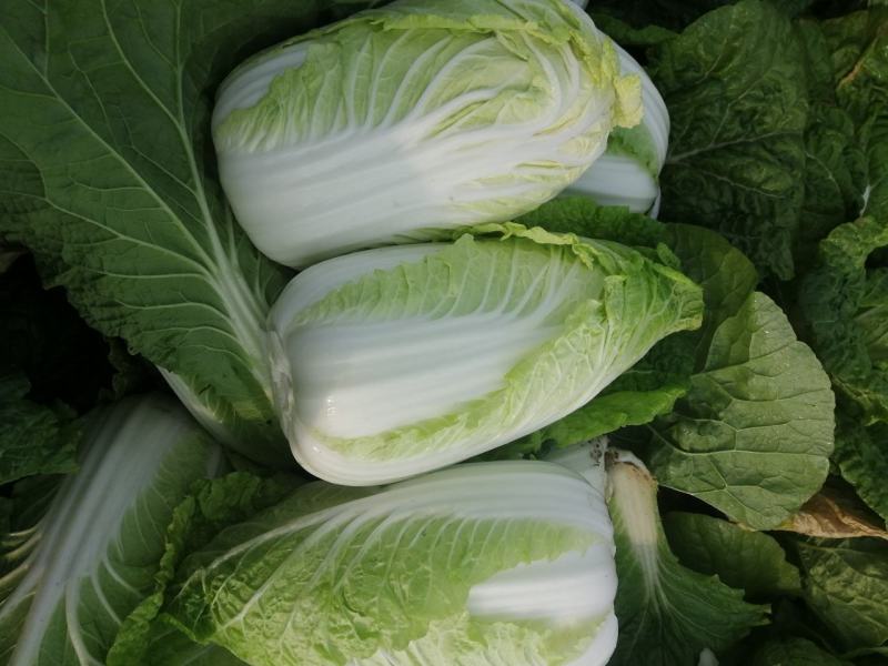 娃娃菜大量供应中，优质娃娃菜质量诚信并存的的的