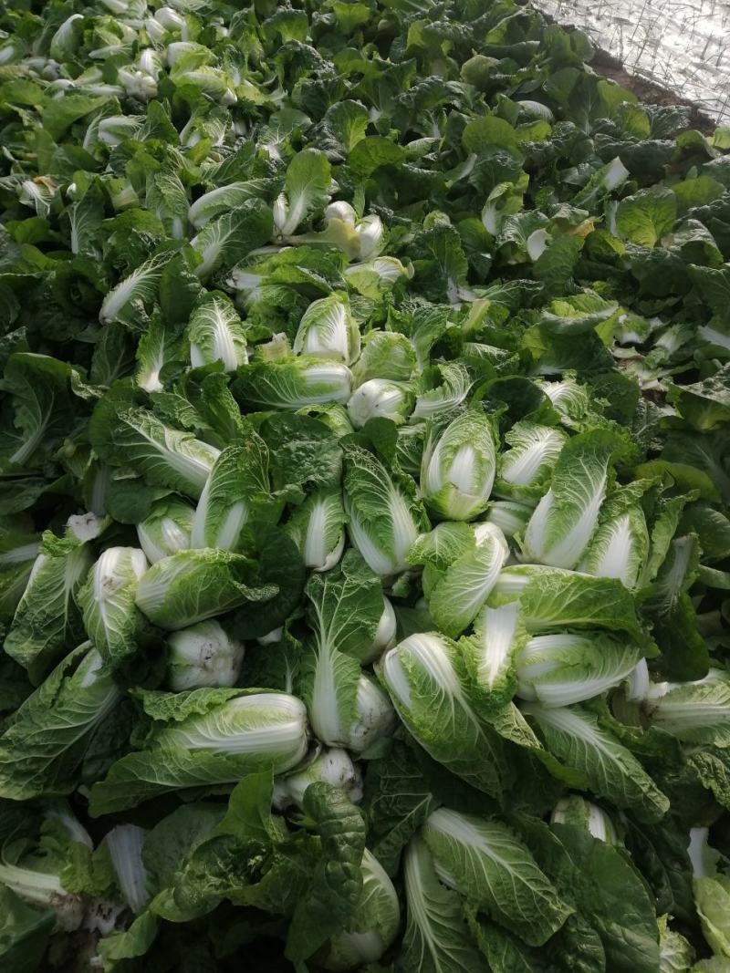 娃娃菜大量供应中，优质娃娃菜质量诚信并存的的的