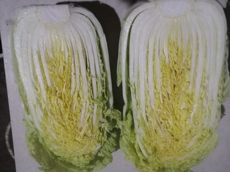 娃娃菜大量供应中，优质娃娃菜质量诚信并存的的的