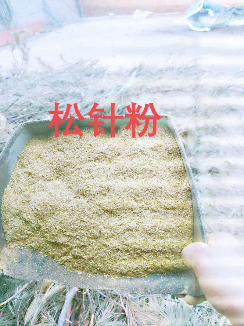 养殖业的无抗绿色饲料原料植物性添加剂～松针粉