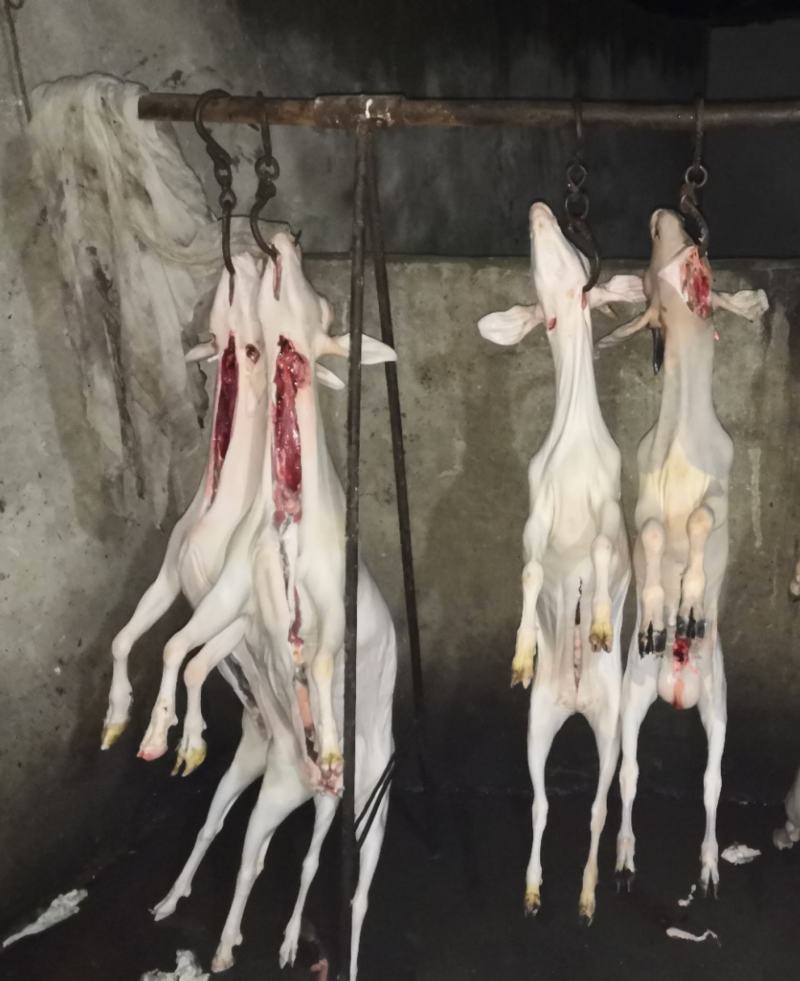 山羊肉，吃草山羊，肉质鲜美