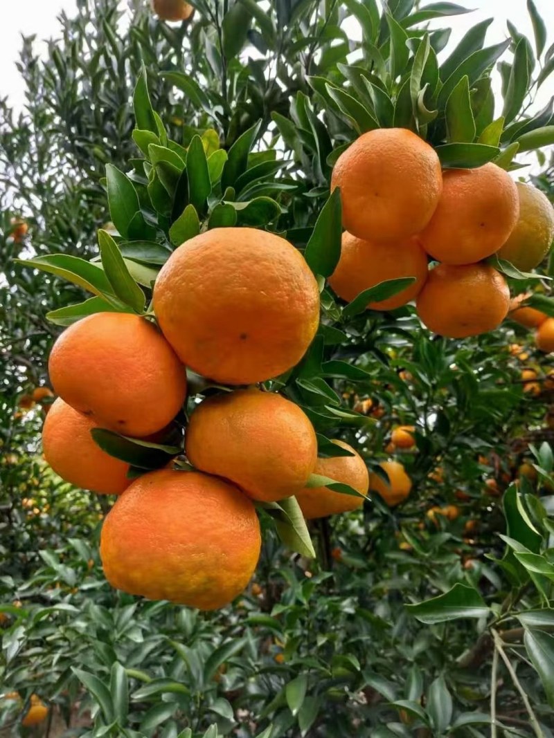 【芦柑】三峡椪柑，个大皮薄，果面干净，汁多味甜