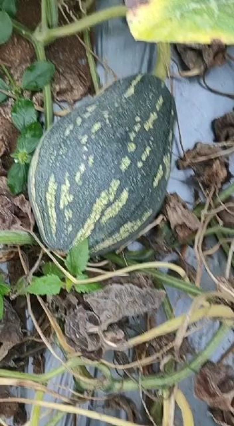36亩可以上市的香芋南瓜