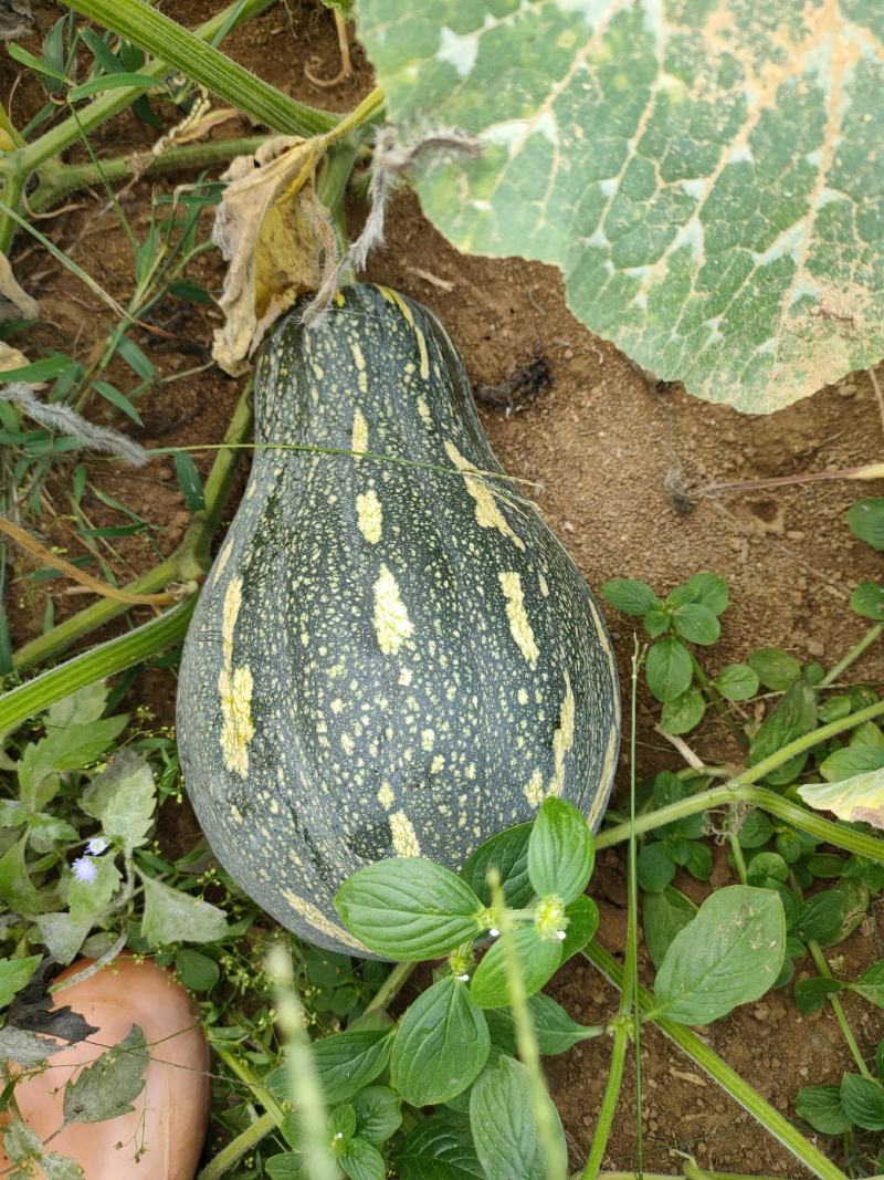 36亩可以上市的香芋南瓜
