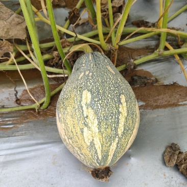 36亩可以上市的香芋南瓜