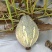 36亩可以上市的香芋南瓜