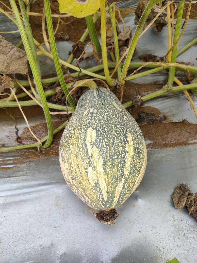 36亩可以上市的香芋南瓜