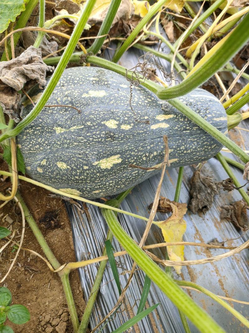 36亩可以上市的香芋南瓜