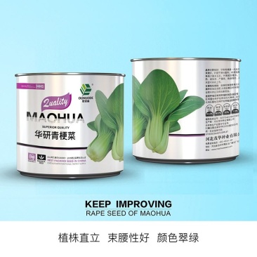 华研青梗菜种子，速生，耐寒抗病，翠绿亮度高