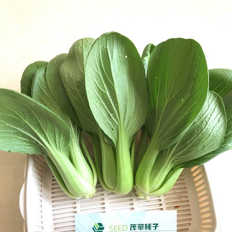 华研青梗菜种子，速生，耐寒抗病，翠绿亮度高