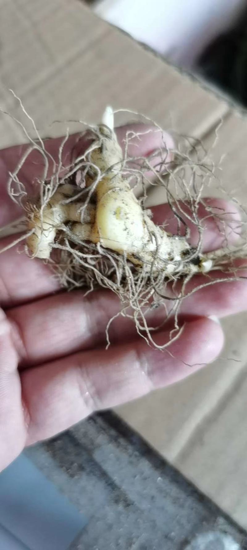 陕西秦岭地域黄精种苗，黄精苗，各类黄精种苗！