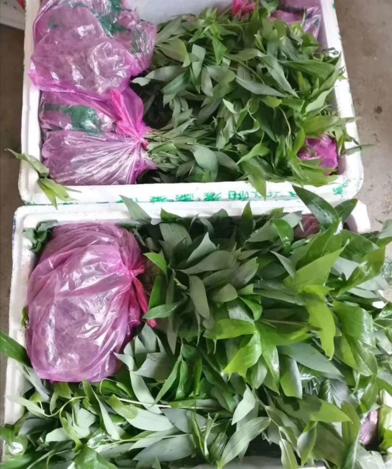陕西秦岭地域黄精种苗，黄精苗，各类黄精种苗！