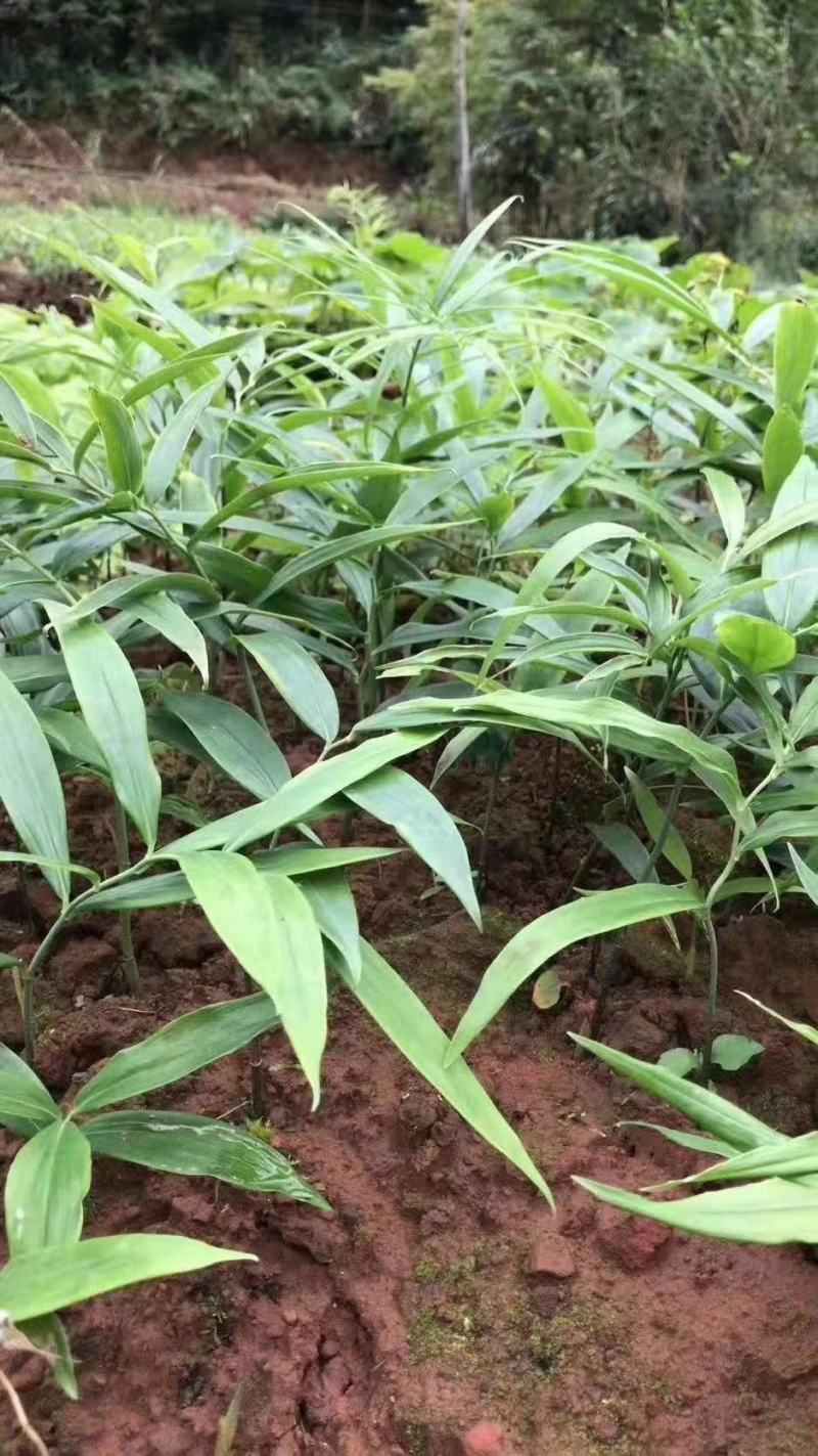 陕西秦岭地域黄精种苗，黄精苗，各类黄精种苗！